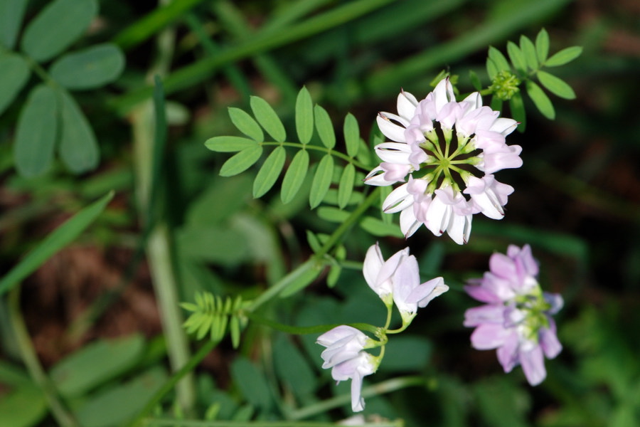 La flora della riserva naturale 